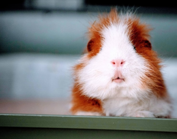 The Commonwealth of FLs Mind