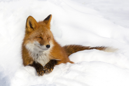 The Republic of Foxwild