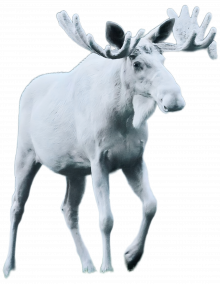 The Dominion of Ghost Moose