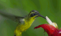 The Healthy Hummingbird of G