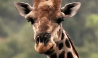 The Gentle Giraffe of Gio Fa