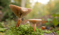 The Marvelous Mushrooms of G