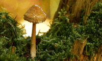 The Mystical Mushroom of Gio