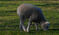 The Salient Sheep of Gio Far
