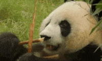 The Patient Panda of Gio Far
