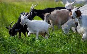 The Holy Empire of Goats and