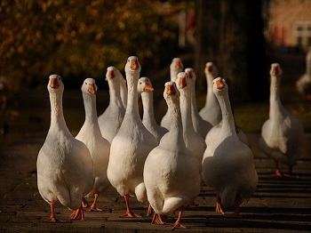 The Happy Honkers of Golden 