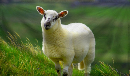 The Loyal Followers of Good 