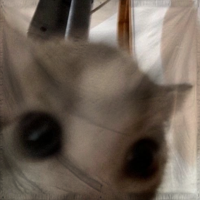 The Kingdom of Gorbby