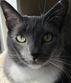 The Queendom of Graciestan