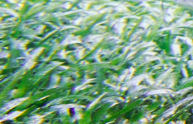 The Sultanate of Grand Chanc