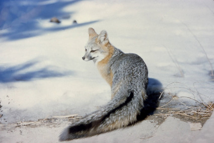 The Protectorate of Gray Fox