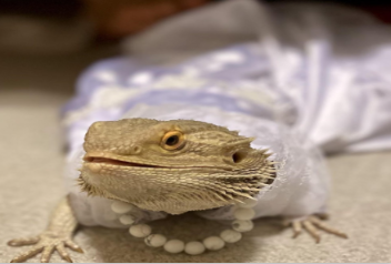 The Kingdom of Harmonys Worl