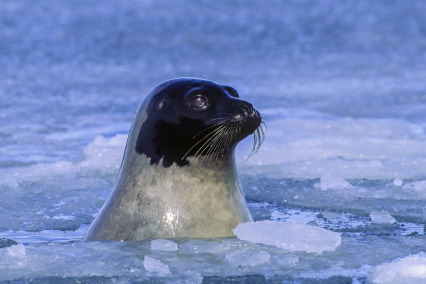 The Republic of Harp Seal