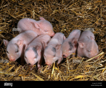 The Pigs pen of Hogs 6