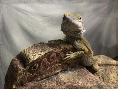 The United Kingdom of Hungry