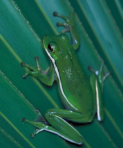 The Republic of Hyla cinerea