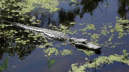 The Republic of Jean Lafitte