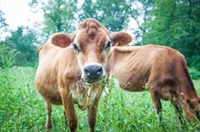 The Dairy Farm Nation of Jer