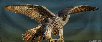 The Democratic Republic of J