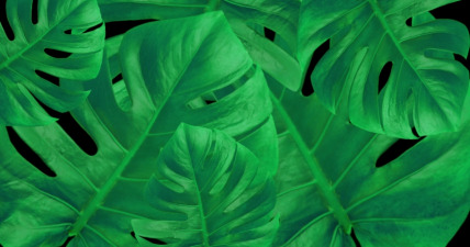 The Kingdom of Jungle Giants