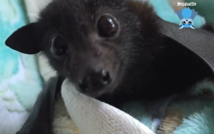 The Most liked card person e