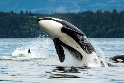 The Community of Killer Whal