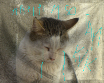 The Wimpy silly happy colony