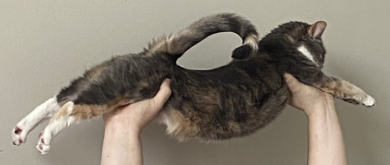 The Queendom of KittenHaven