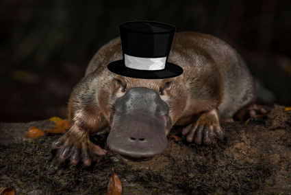 The Platypus state of Kitzgo