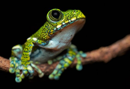 The Republic of Leptopelis v