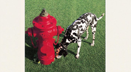 The Rogue Nation of Lerxtwoo