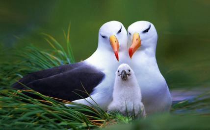The Soaring Sapphic of Lesbi