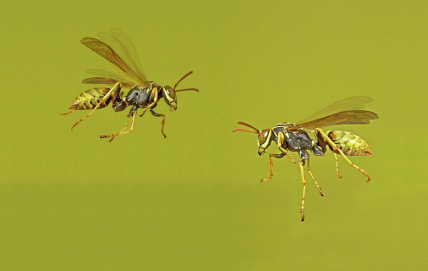 The Colony of Literally wasp