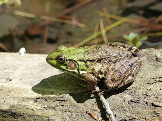 The Republic of Lithobates c