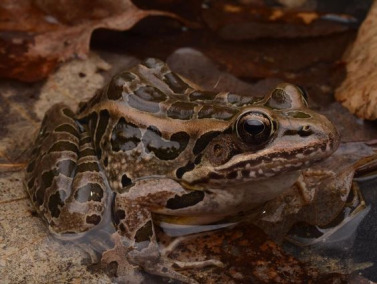 The Republic of Lithobates p