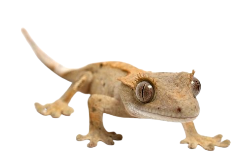The Republic of Lizard Defen