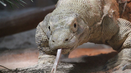 The Free Land of Lizard Repu