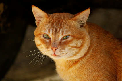 The Free Land of Macavity Th