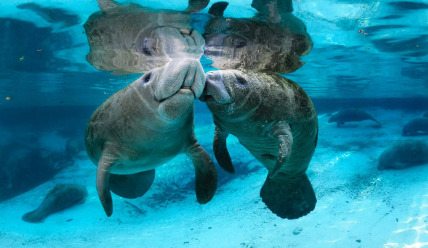 The Community of Manatee