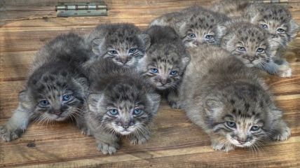 The Nomadic Peoples of Manul