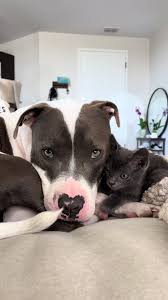 The Empire of Marshmallow mu