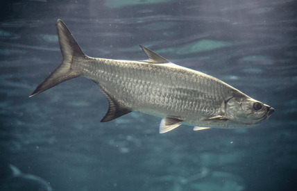 The Tarpon of Megalops atlan