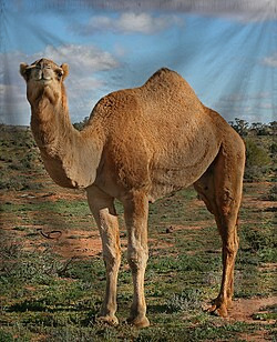 The Grizzled Ex-Principals o