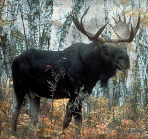 The Moose People of Mooselan