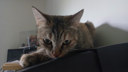 The Republic of Nan Shi