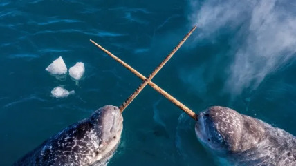 The Jingoistic States of Nar