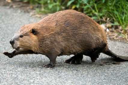 The Free State of Neo Beaver