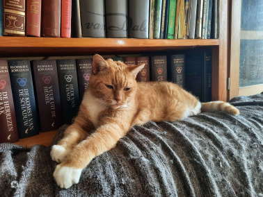 The Huggable Catland of Nuni