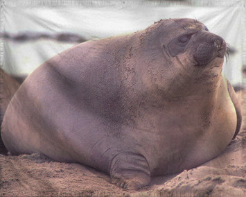 The Theocracy of Old Seallan